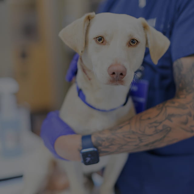 Veterinarians in Silverdale, WA VCA Central Kitsap Animal Hospital