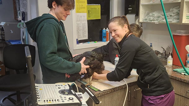 Chicken ultrasound