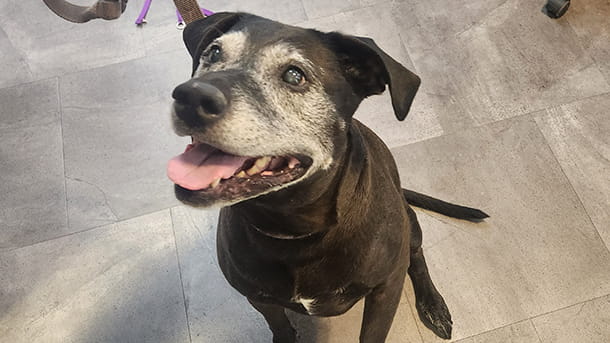 Senior dog