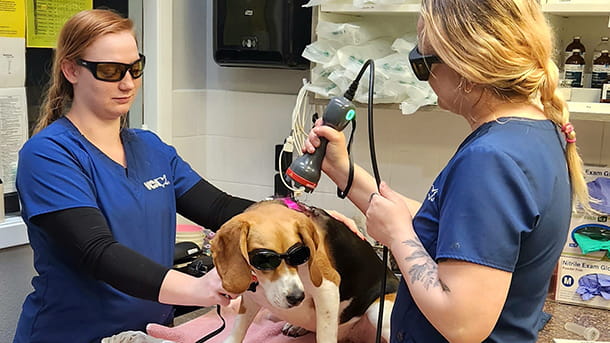 Dog receiving laser therapy at VCA Peone Pines Animal Hospital 