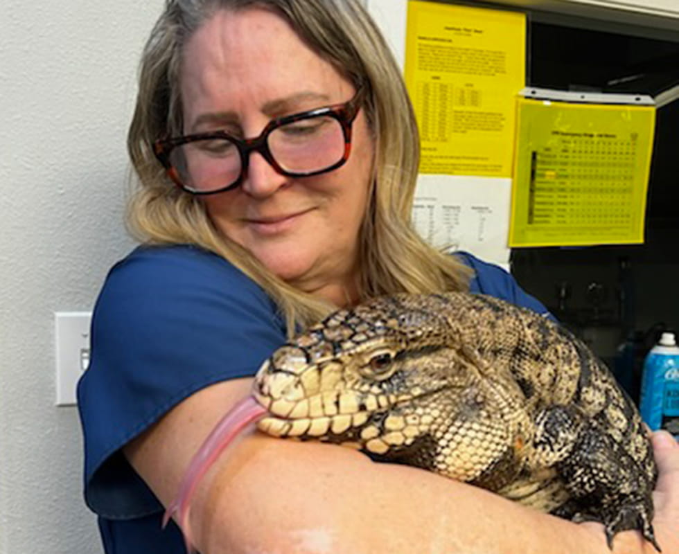 Veterinary staff holding a reptile