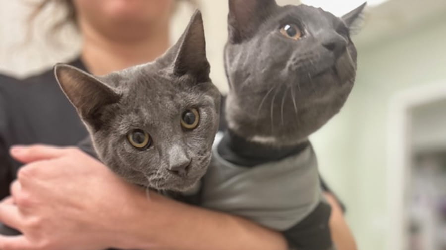 Woman holding two gray cats