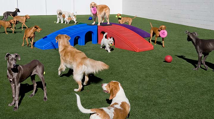 Day Camp