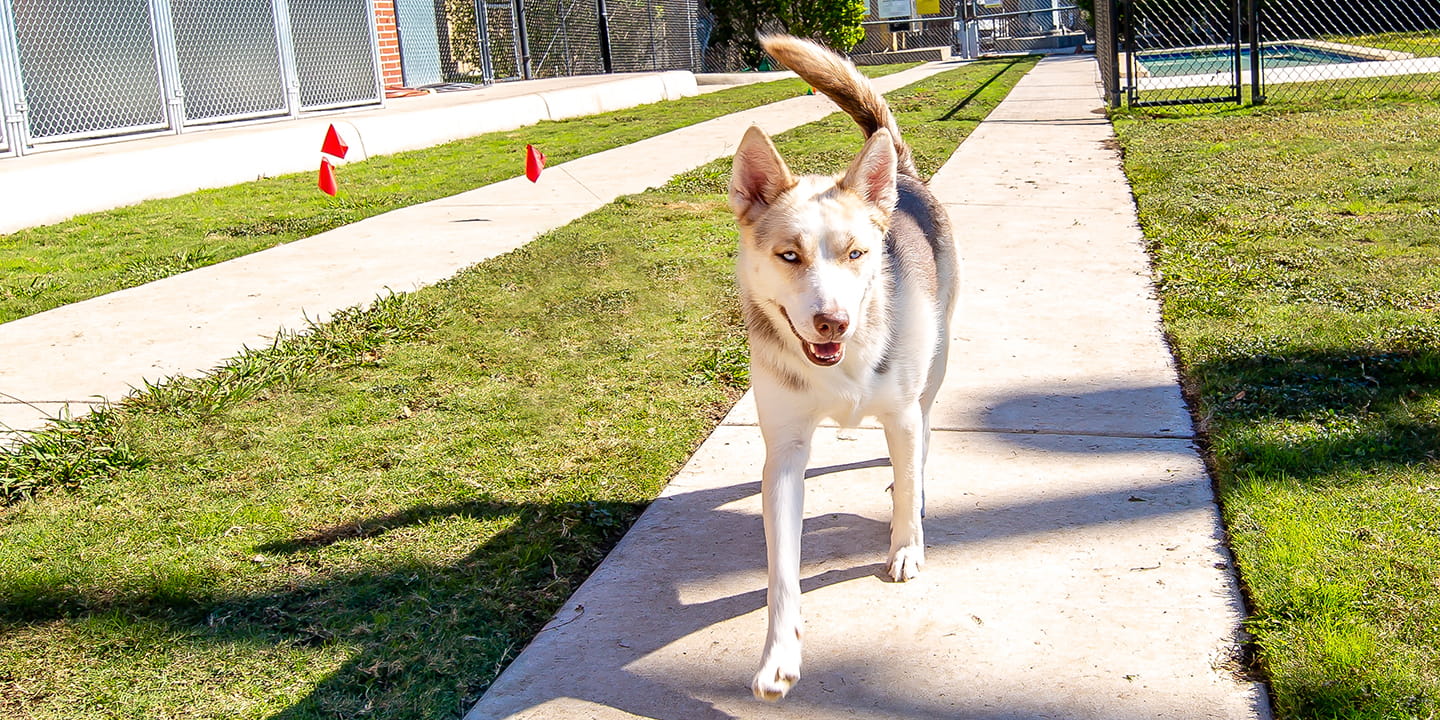 /-/media/2/vca/images/kennel-sites/becker-tx-resort/galleries/1440x720_becker-tx-resort_homehero.jpg?rev=646587997a554dc8bdb3b63c76b2575e