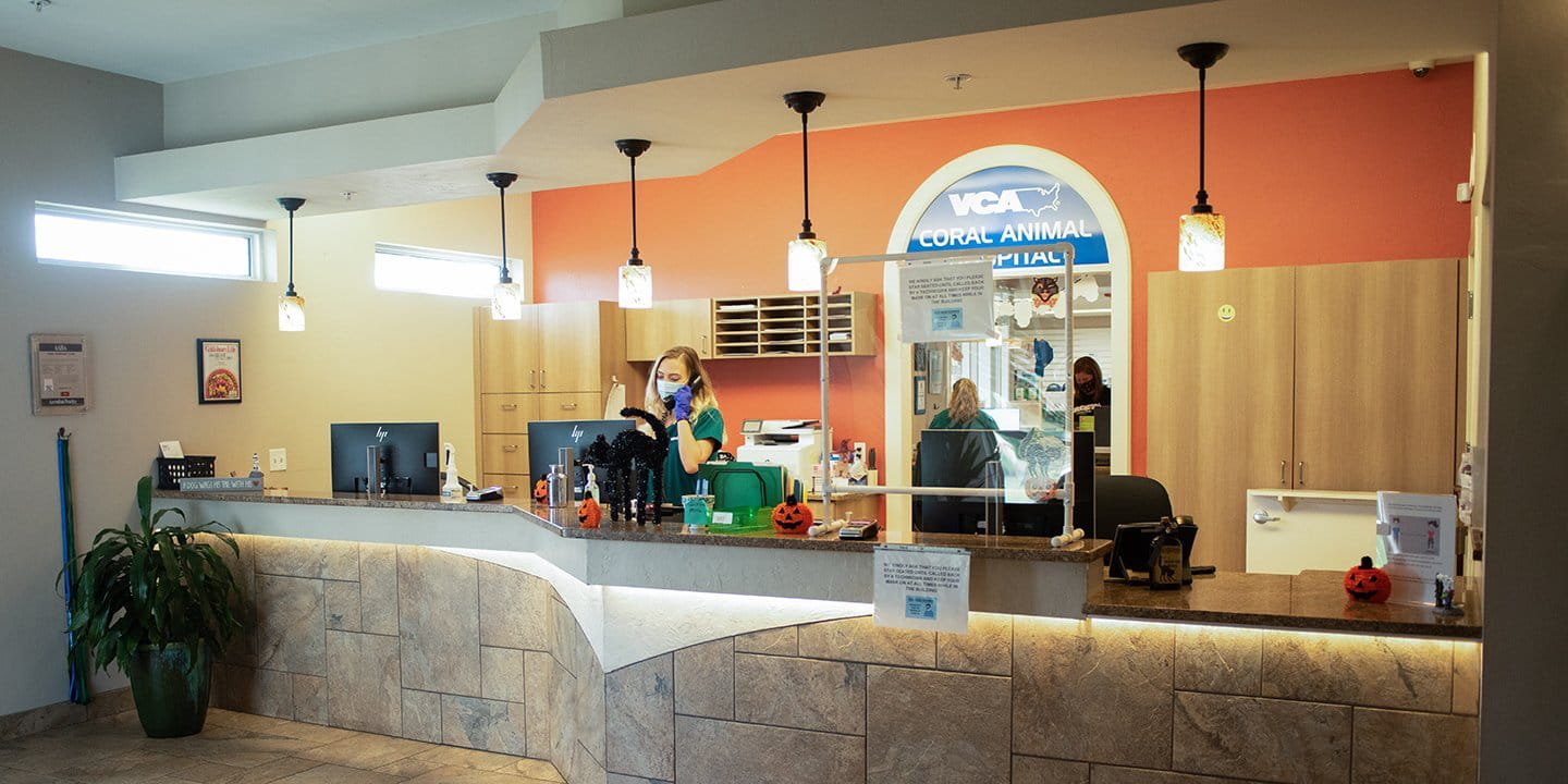 /-/media/2/vca/images/kennel-sites/coral-resort/galleries/1440x720_coral-resort_hero.jpg?rev=9d0e01881f0641e6b7b506acace1eab2