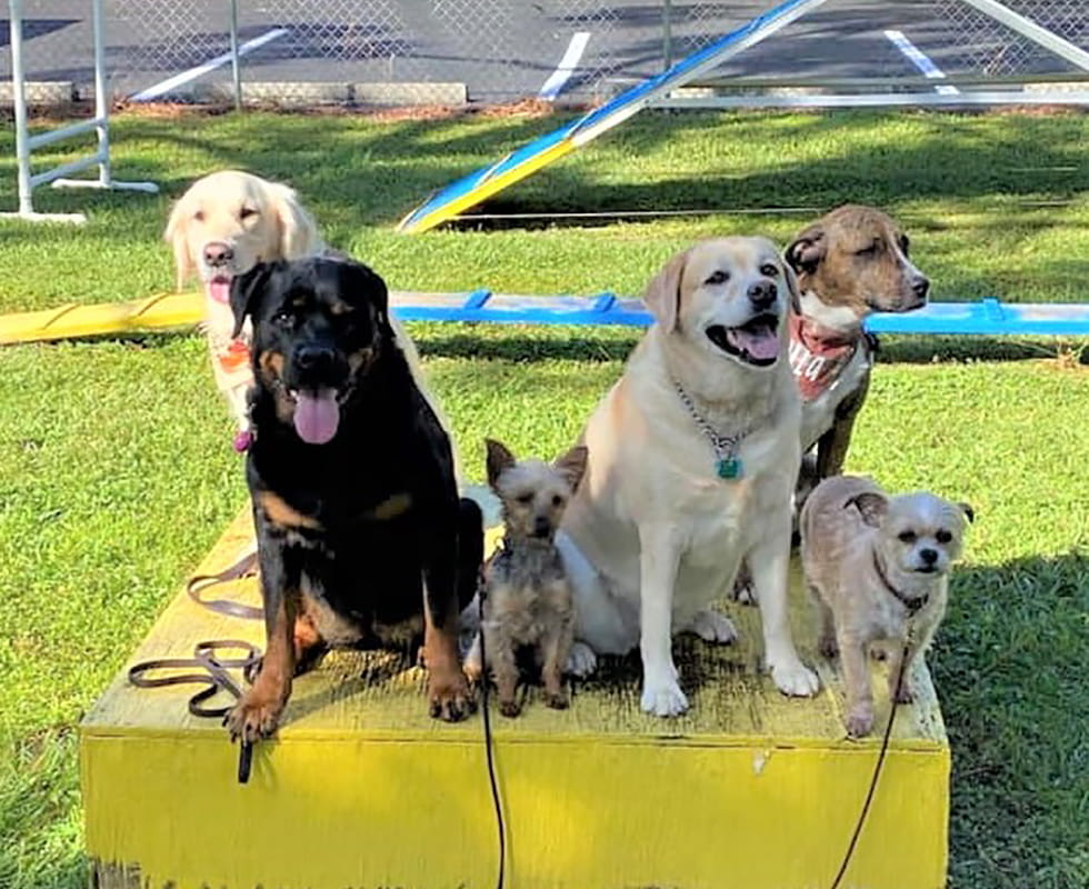 Dog Boarding 50-50 Image