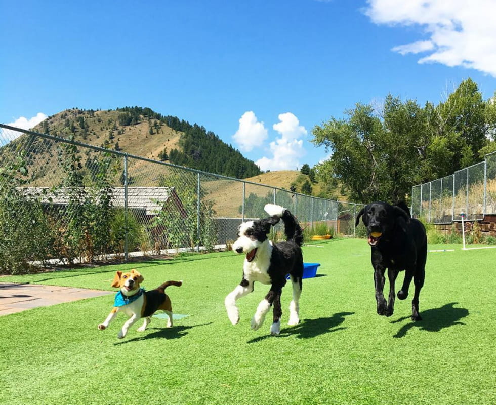 Happy Tails Day Care 50-50