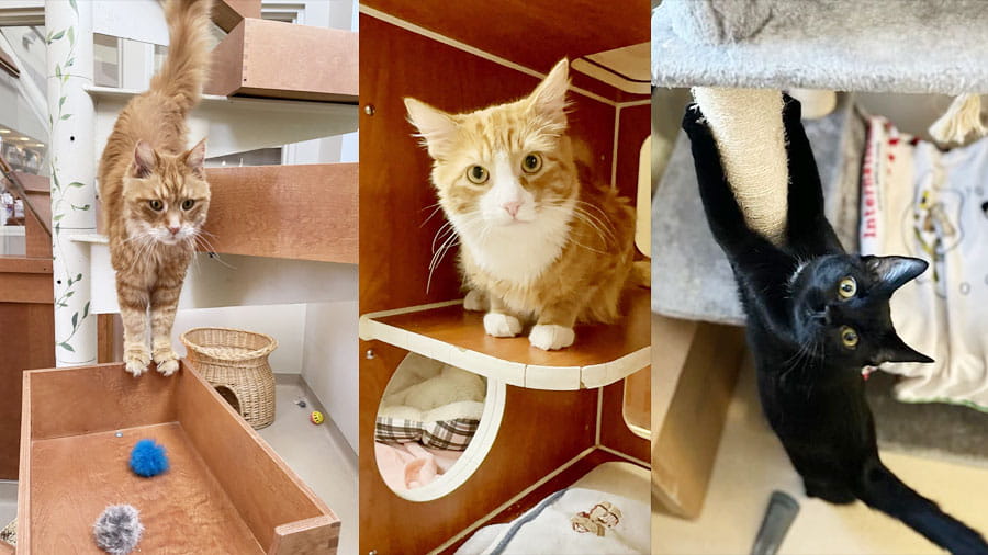 Collage of three cats playing while being boarded at VCA Plymouth Pet Resort