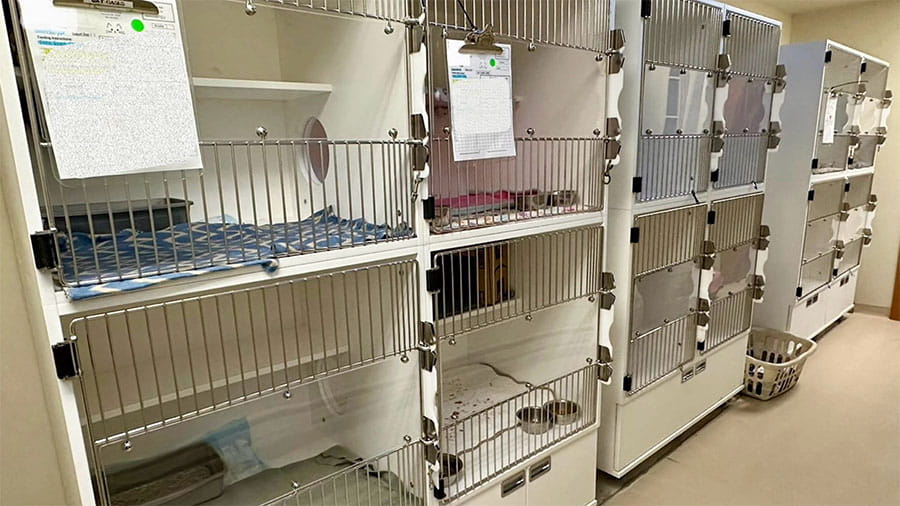 Interior photo of VCA Plymouth Pet Resort cat boarding facility