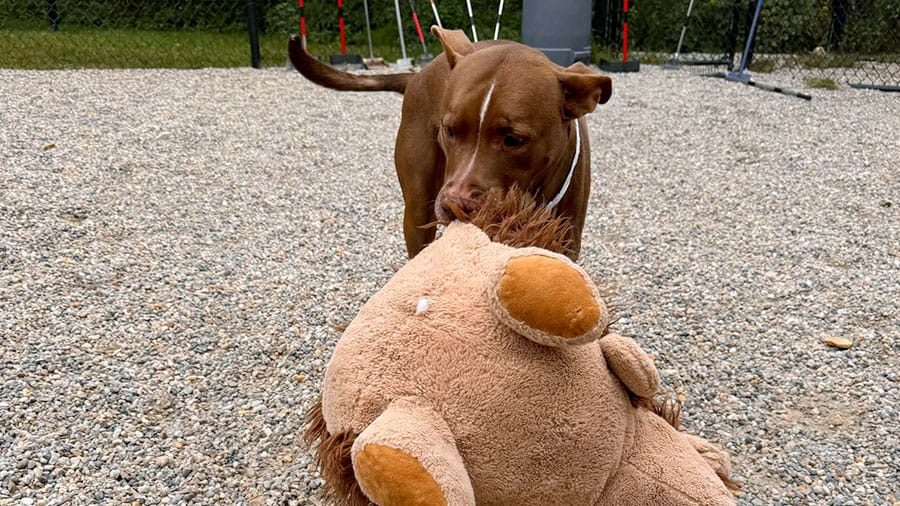 Dog playing with stuffie at VCA Plymouth Pet Resort