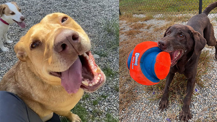 Two happy Labs at VCA Plymouth Pet Resort