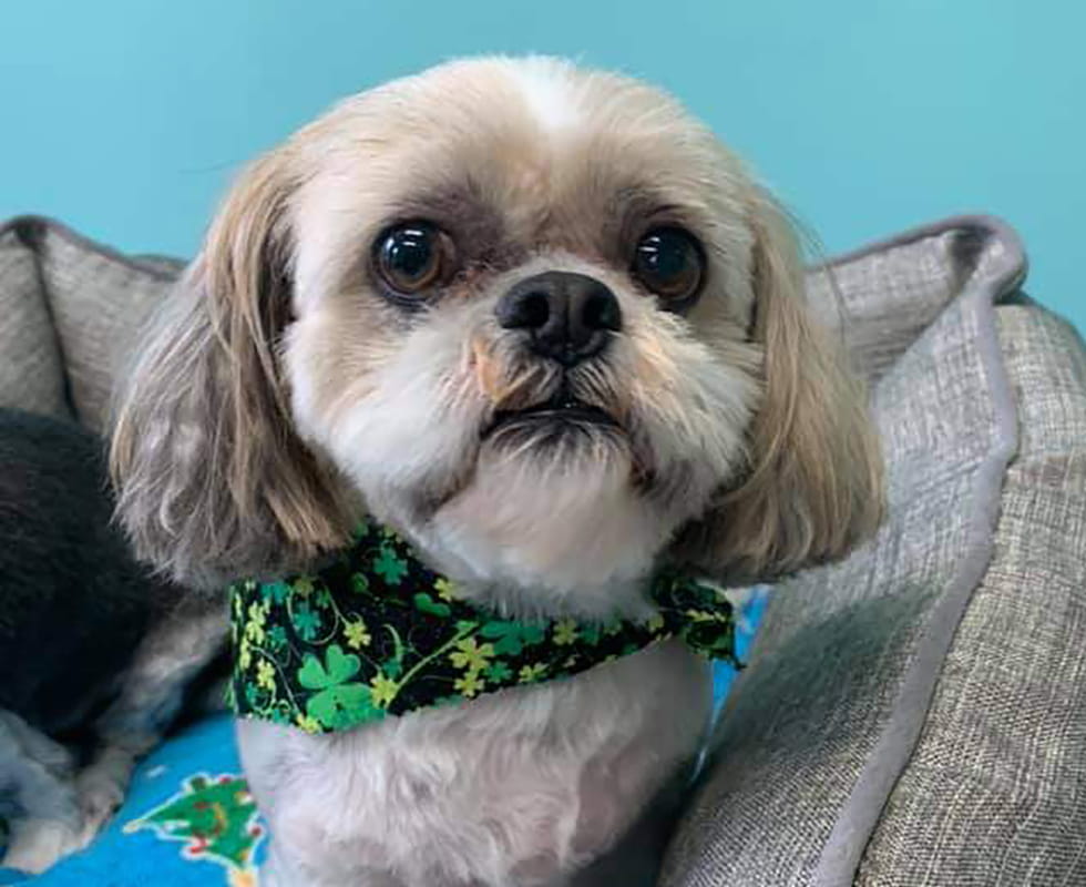 Pet Grooming 50-50 Image Seaside Resort