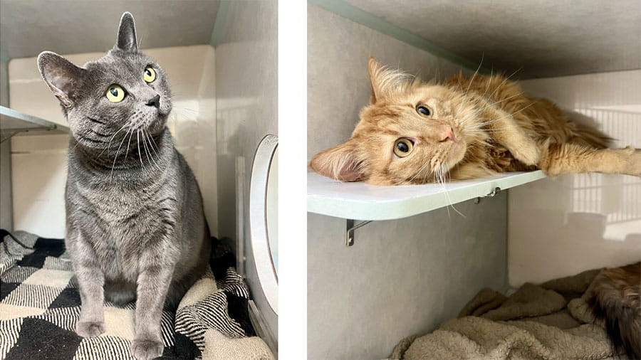 VCA Timpanogos Animal Hospital Resort Cats Lounging