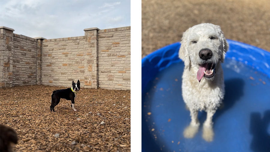Boston terrier in play yard and doodle in pool at VCA Timpanogos Animal Hospital Resort