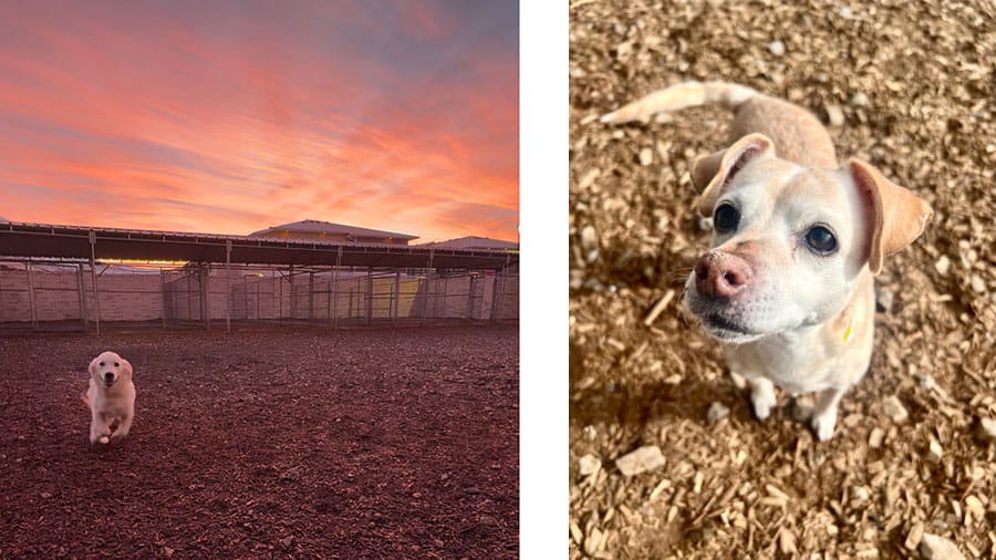 Golden retriever and small dog in yard at VCA Timpanogos Animal Hospital Resort
