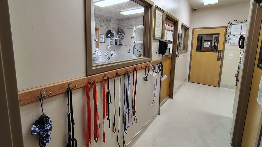 VCA Timpanogos Animal Hospital Resort Leashes in Hallway