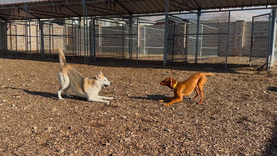 VCA Timpanogos Animal Hospital Resort Two Dogs Playing