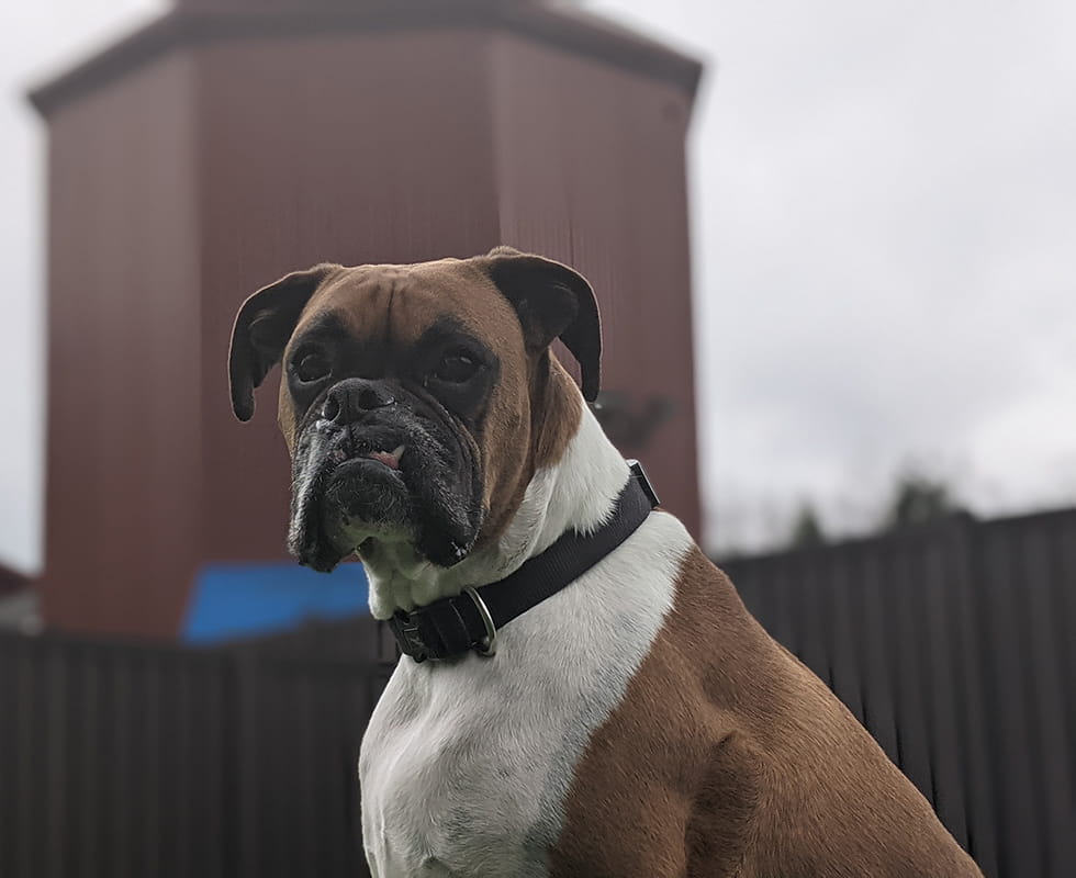 Wellington Resort Grooming