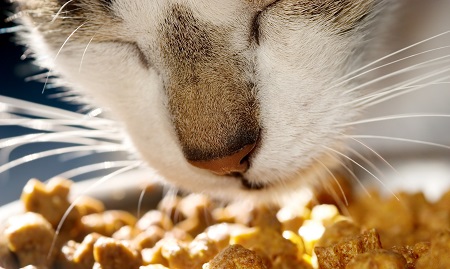 nutritional_support-feline_critical_care2