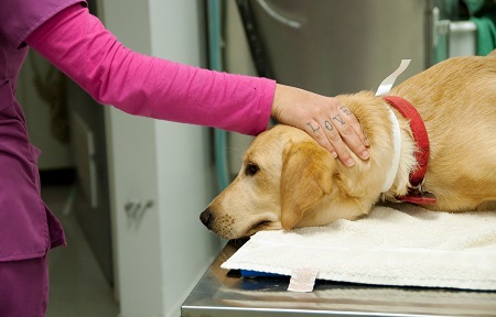 Critical Care Nutrition for Dogs | VCA Animal Hospital