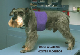 holter_monitor_in_dogs-1