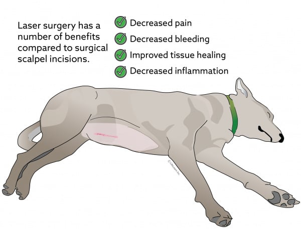 Laser Surgery for Dogs | VCA Animal Hospital