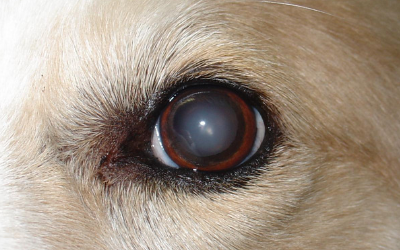 why do dogs look into your eyes