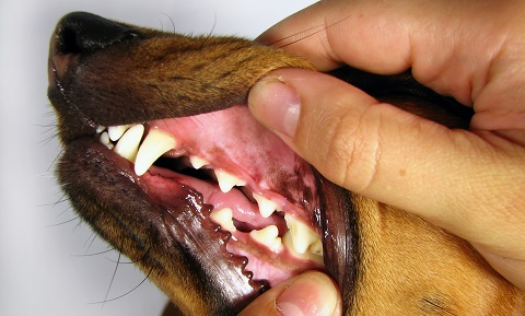 Handling Exercises for Trimming Nails and Brushing Teeth | VCA Animal  Hospital