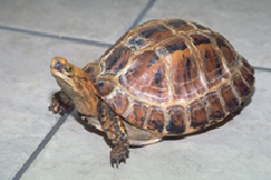 do box turtles carry diseases 2