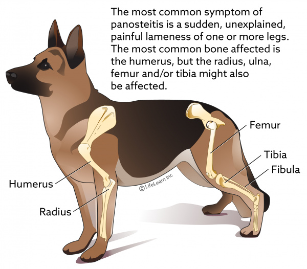 what causes back leg weakness in dogs