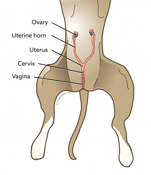 False Pregnancy or Pseudopregnancy in Dogs | VCA Animal Hospital