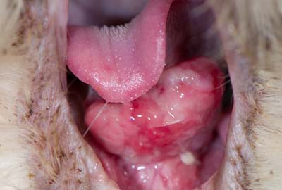 Oral mass under the tongue