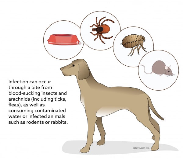 Tularemia in Dogs | VCA Animal Hospitals