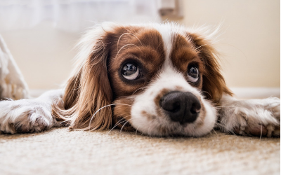 Do Dogs Mourn? | VCA Animal Hospital