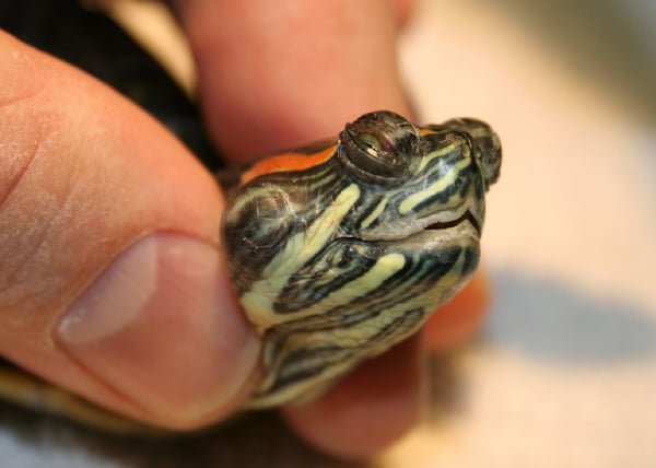 Do Red Eared Slider Turtles Have Diseases? 2