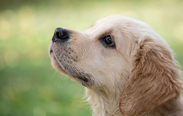 Canine Cognition: How Smart Are Dogs? | VCA Animal Hospitals