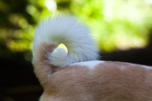 are curl tails bad for dogs
