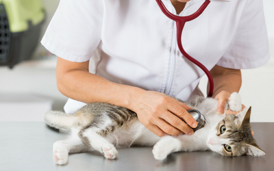 Essential Oil and Liquid Potpourri Poisoning in Cats | VCA Animal Hospital
