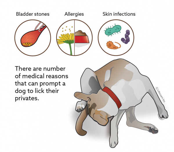 Why Dogs Lick Their Privates | VCA Animal Hospitals
