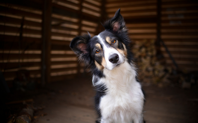 what do dogs hear when we talk