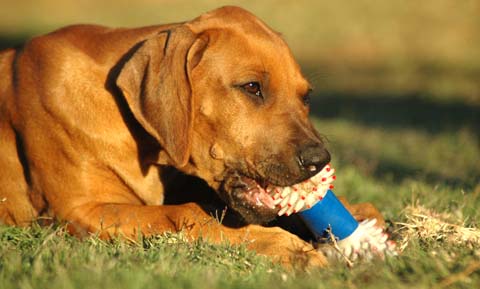 Why Bones are Not Safe for Dogs