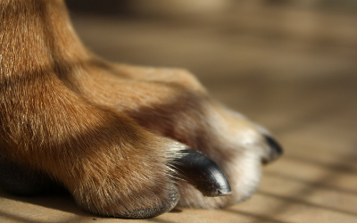First Aid for Broken Nails in Dogs | VCA Animal Hospitals