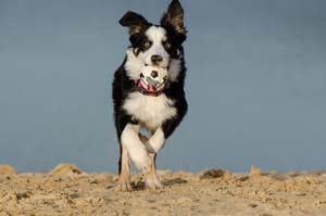 Picture of a dog with a ball running in sand
