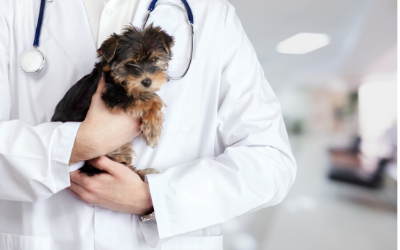 Preparing for Your Dog's First Veterinary Visit | VCA Animal Hospital