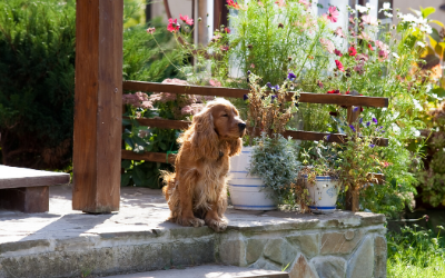 71. The Pros and Cons of Invisible Fencing for Pets