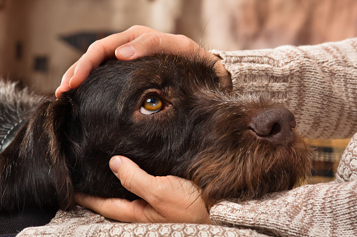 Does My Dog Love Me? | VCA Animal Hospitals