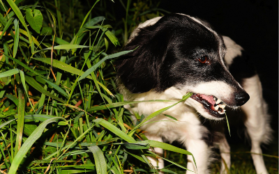 Why Dogs Eat Grass | VCA Animal Hospitals