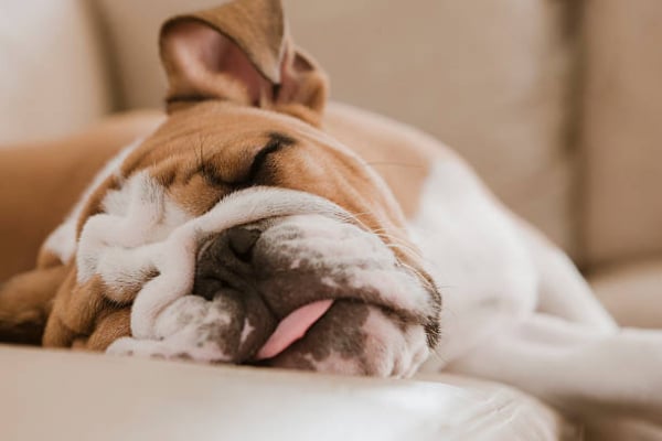 Do Dogs Dream? | VCA Animal Hospital