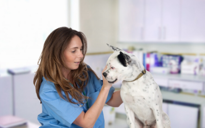 What is hypertension in dogs