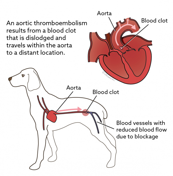 internal bleeding stomach in dogs